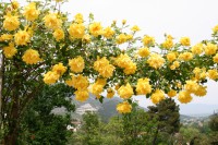 /album/i-fiori-di-casa-acquarella/a16-img-8397-r-jpg/